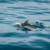 Stado delfinów zauważone w Tamizie.